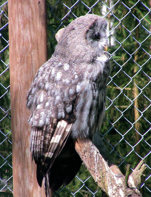 Bennas2010-0376.jpg - The Great Grey Owl